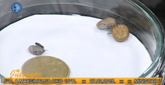 Krpelji i kako sa njima - video Krpelji i kako sa njima - video