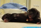 Carski rez Cane corso