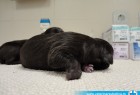 Carski rez Cane corso