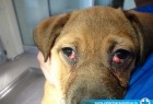 Cista trećeg očnog kapka Cista trećeg očnog kapka