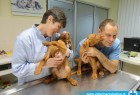 Naši veterinari u akciji Naši veterinari u akciji