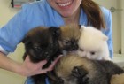 Naši veterinari u akciji Naši veterinari u akciji