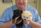 Naši veterinari u akciji Naši veterinari u akciji