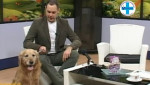 Embedded thumbnail for ZLATNI RETRIVER &amp;quot;Mića&amp;quot; uživa u studiju - Mario Tikvicki, veterinar, RTV City