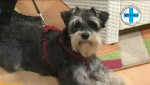 Embedded thumbnail for Patuljasti šnaucer - Maja Ivković Ivandekić, veterinar, RTV City