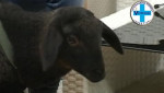 Embedded thumbnail for CRNO JAGNJE koje je majka odbacila - Maja Ivković Ivandekić, veterinar, RTV City Subotica