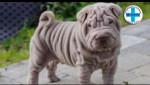 Embedded thumbnail for Šer pej - zanimljivosti i karakteristike - Mario Tikvicki, veterinar, RTV City Subotica, Shar pei