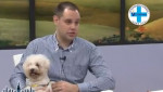 Embedded thumbnail for Zaštitite svoje ljubimce od visokih temperatura - Mario Tikvicki, veterinar. RTV City Subotica