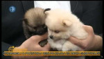 Embedded thumbnail for Nemački Špic - zanimljivosti, karakteristike i iskustva - Mario Tikvicki, veterinar, RTV City